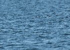 Black Scoter (1)
