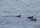 Black Scoter (16)