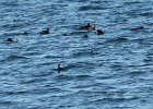 Black Scoter (2)