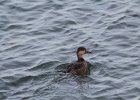 Black Scoter (23)