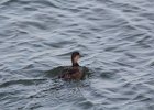 Black Scoter (24)