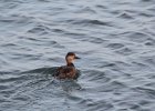 Black Scoter (25)