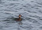 Black Scoter (26)