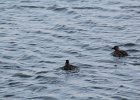 Black Scoter (29)