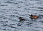 Black Scoter (30)