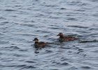 Black Scoter (31)