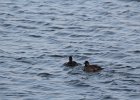 Black Scoter (32)