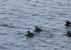 Black Scoter (33)