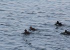 Black Scoter (34)