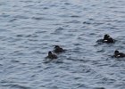 Black Scoter (35)