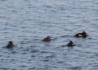 Black Scoter (36)