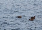 Black Scoter (37)