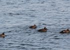 Black Scoter (39)