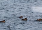 Black Scoter (40)
