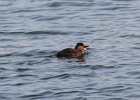 Black Scoter (44)