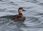 Black Scoter (45)