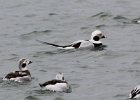 101Long-tailed Duck (44)