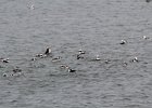 Long-tailed Duck (27)