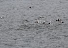 Long-tailed Duck (28)