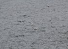 Long-tailed Duck (29)