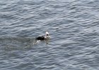 Long-tailed Duck (44)
