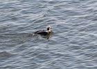Long-tailed Duck (45)