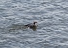 Long-tailed Duck (46)