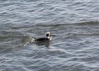 Long-tailed Duck (47)