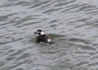 Long-tailed Duck (50)