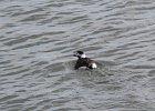 Long-tailed Duck (51)