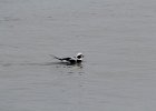 Long-tailed Duck (52)