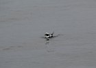 Long-tailed Duck (53)