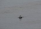 Long-tailed Duck (54)