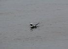 Long-tailed Duck (55)