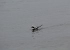 Long-tailed Duck (56)