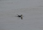 Long-tailed Duck (57)