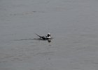 Long-tailed Duck (58)