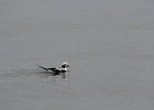 Long-tailed Duck (59)