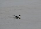 Long-tailed Duck (60)