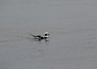 Long-tailed Duck (61)
