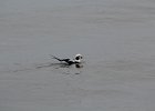 Long-tailed Duck (62)