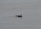 Long-tailed Duck (63)