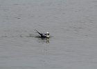 Long-tailed Duck (64)