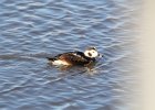Long-tailed Duck (65)