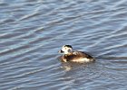 Long-tailed Duck (66)
