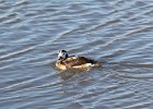 Long-tailed Duck (67)