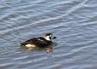Long-tailed Duck (68)