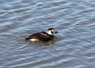 Long-tailed Duck (69)