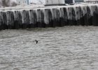 Longtailed Duck (3)