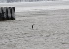 Longtailed Duck (5)